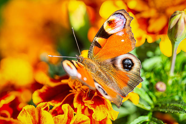 istock European peacock butterfly Aglais io Copy space.. 2237700637