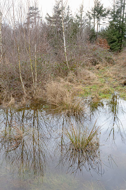 istock Swamp area with pond and grasses in a forest 2237700731