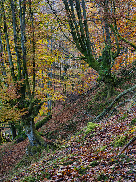 istock Ancient Beech Trees with Mossy Roots - Enchanting vertical view of a beech forest in autumn, with moss-covered tree trunks and gnarled roots over a ground carpeted with fallen brown leaves. 2237702705