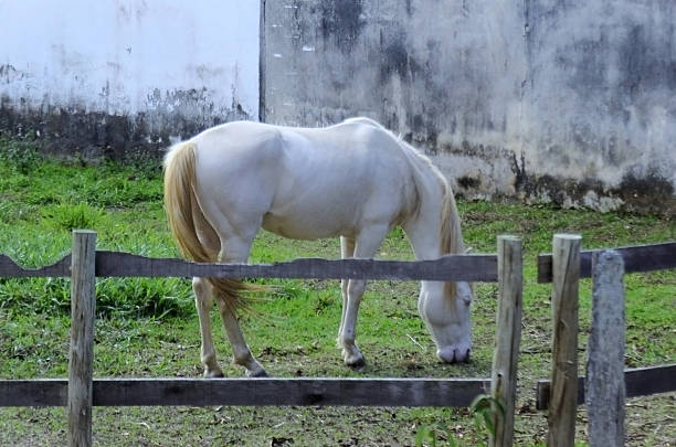 portrait of beautiful young white arabian stallion