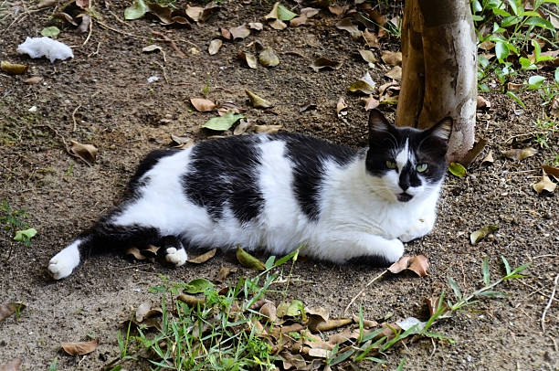 A mixed breed cat with a black and white coat and bobtail resting in the yard