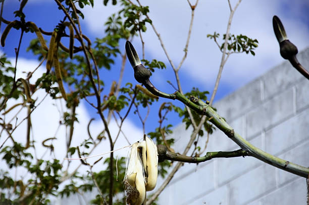 The flowers and fruits of the Silk-cotton tree (Pseudobombax grandiflorum) on a sunny day