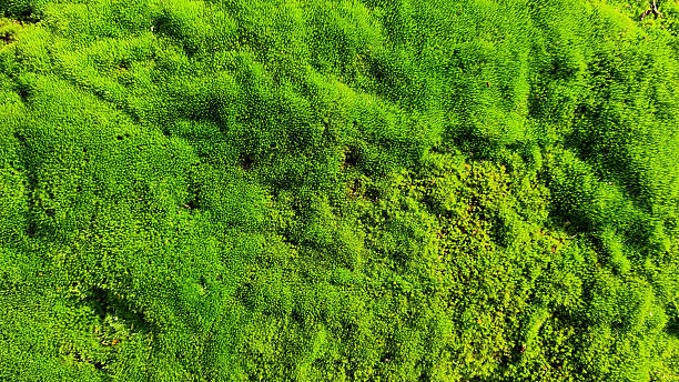 istock Green moss close-up for design background. Selective focus 2237708039