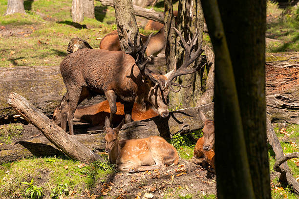 European elk  in rut, natural scene from USA