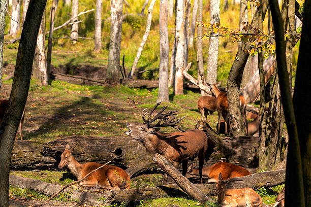 European elk  in rut, natural scene from USA