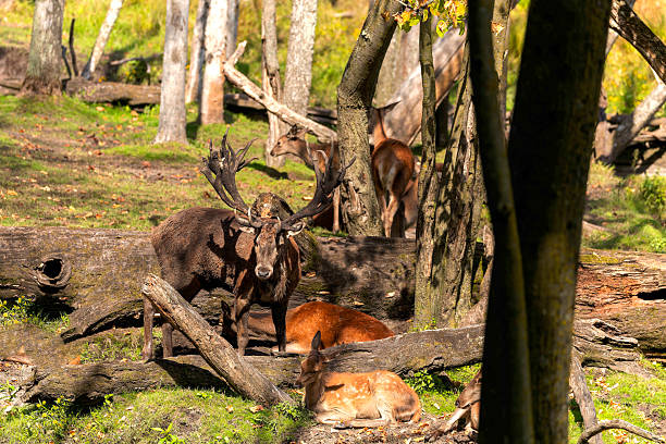 European elk  in rut, natural scene from USA