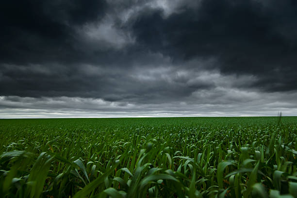 agricultural field with young green wheat sprouts, dark stormy sky with clouds, dramatic spring landscape as a background