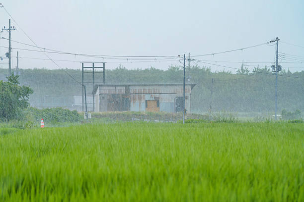 Rice fields in the rain, rice swaying in the wind