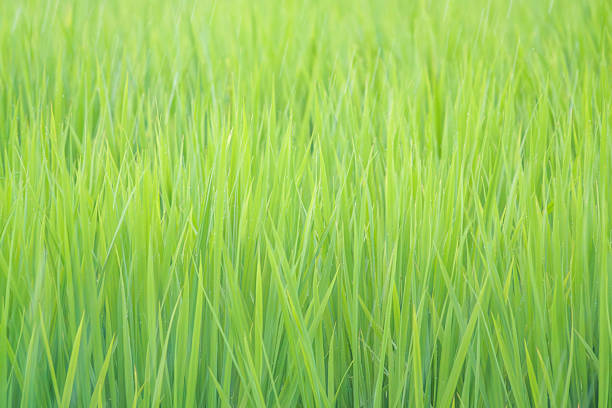 Rice fields in the rain, rice swaying in the wind