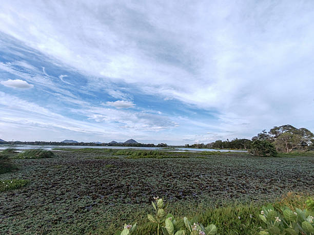 Beautiful clouds and blue skies over Debara wewa