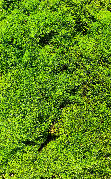 istock Green moss close-up for design background. Selective focus 2237712789
