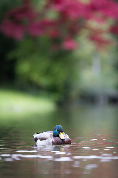 Green head duck is swimming on lake with blurry nature background at public park.Munich - Germany.