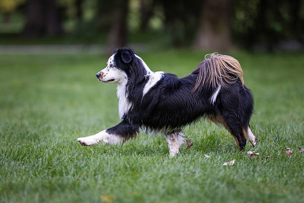 Domestic border collie is walking on grass area.