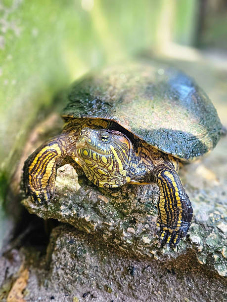 istock Close-up of a freshwater turtle on a rock 2237714907