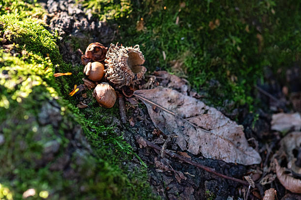 Macro shot of fallen acorns in a forest. Forest textures concept