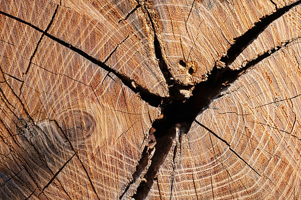 Macro shot of weathered tree trunk texture with cracks. Tree texture background