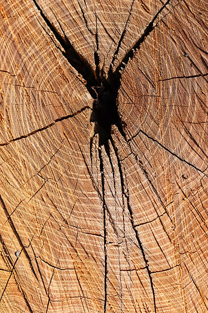 istock Macro shot of weathered tree trunk texture with cracks 2237715913