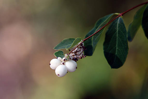Macro shot of prickly heath berries in the forest.  Forest textures concept