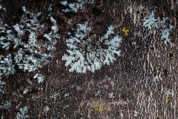 Close-up macro shot of lichen on a tree trunk. Forest textures concept