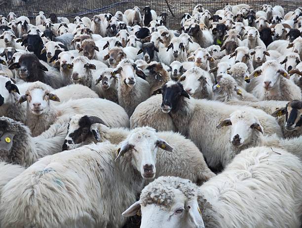 istock Flock of sheeps in Gran Canaria 2237717584