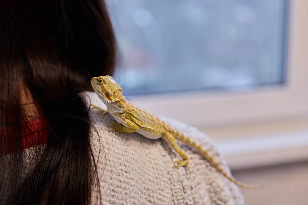 istock A Bearded Dragon Comfortably Resting on a Persons Shoulder in a Cozy Indoor Environment 2237717894
