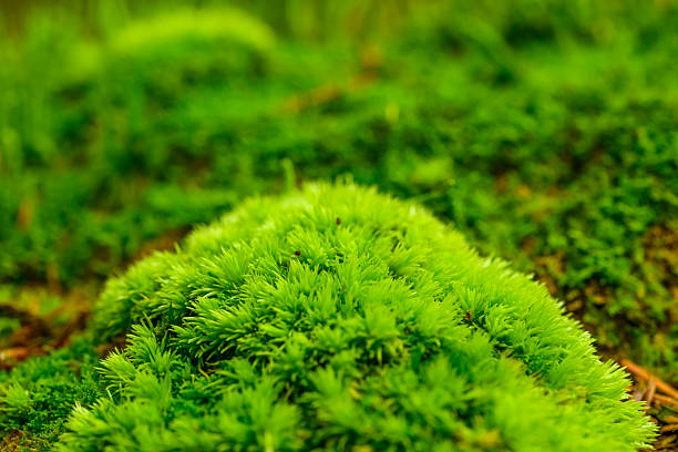 Fresh green moss growing on the forest floor. Macro photography photo in the Veluwe nature reserve during a fall day.