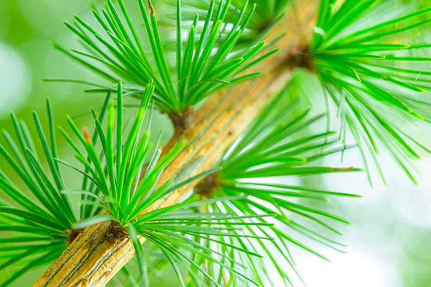Pine tree detail with fresh green needles. Macro photography photo in the Veluwe nature reserve during a fall day.