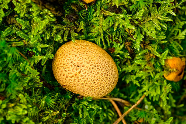 Common earthball fungus (Scleroderma citrinum) growing with moss on the forest floor. Macro photography photo in the Veluwe nature reserve during a fall day.