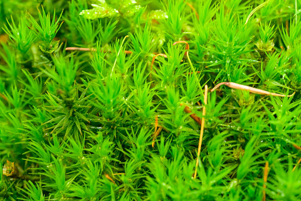Fresh green moss growing on the forest floor. Macro photography photo in the Veluwe nature reserve during a fall day.
