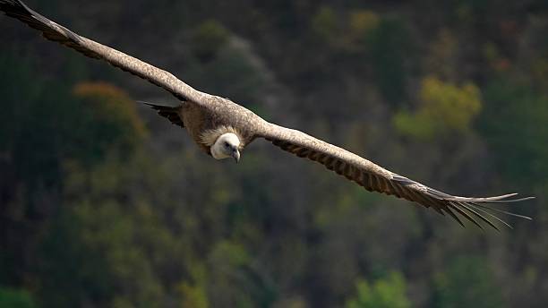 istock Majestic vulture soaring gracefully in the sky. 2237718849
