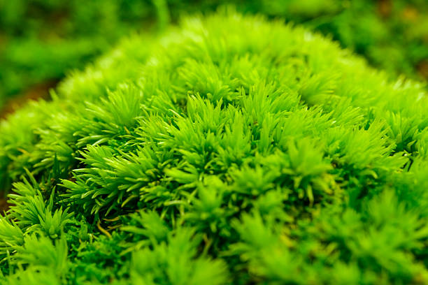 Fresh green moss growing on the forest floor. Macro photography photo in the Veluwe nature reserve during a fall day.