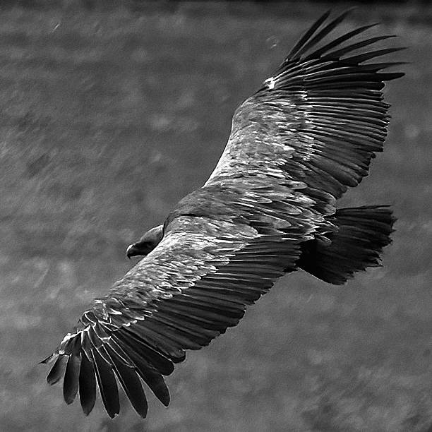 istock Vulture soaring in monochrome 2237718874