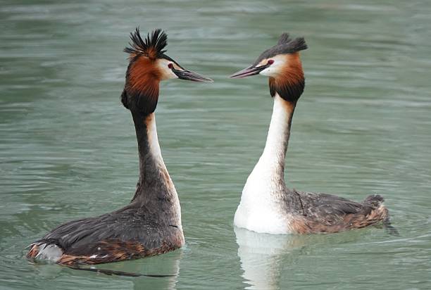 istock Great crested grebes in calm water. 2237718905