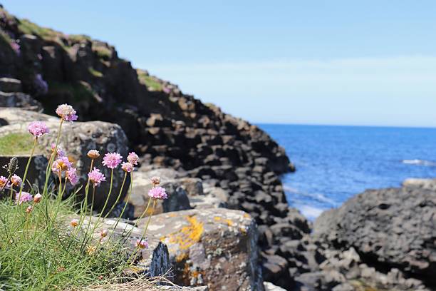 istock Sea Thrift at Giant's Causeway 2237718966