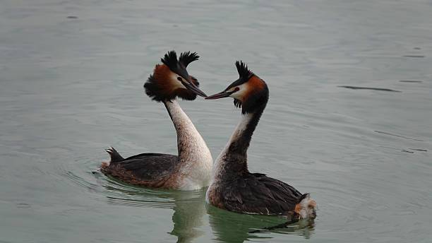 istock Great crested grebes courtship dance on lake. 2237718973