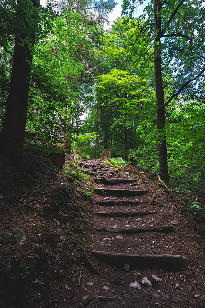 Forest trail with natural steps winding uphill through lush green trees
