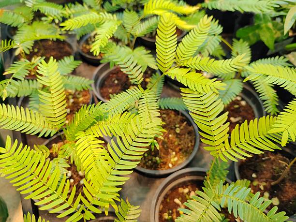 Cojoba Arborea