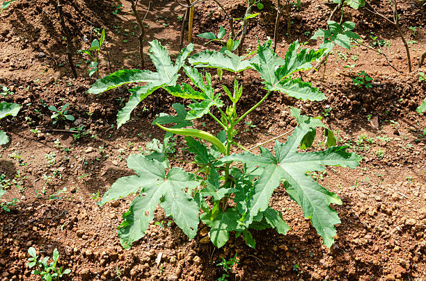 Okra plant with buds and okra.