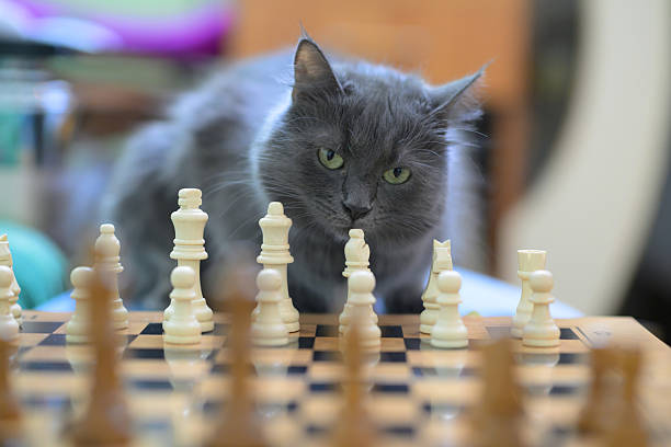 istock Gray Cat Observing Chessboard With Strategic Focus 2237720601