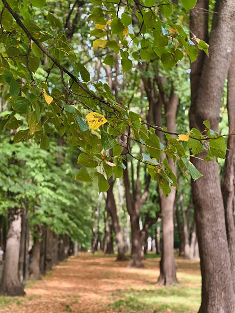 istock A tranquil autumn scene in a park, featuring a path lined with tall trees, their leaves turning golden and covering the ground 2237721223