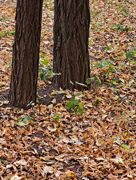 Tree trunks and the forest ground covered with fallen dry autumn leaves