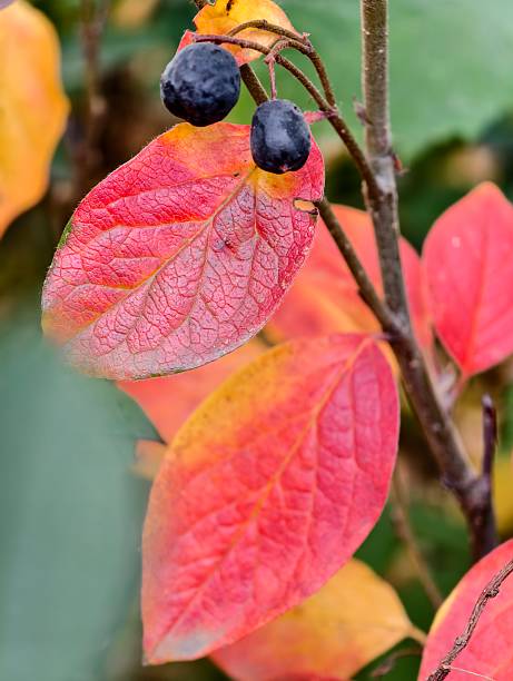 Cotoneaster with vibrant pinkish-orange autumn leaves and dark blue, almost black, berries