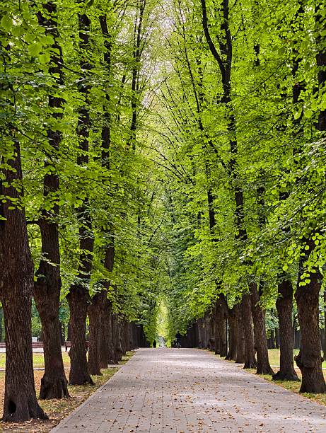 istock A long, paved path through a park, lined with tall, green trees that form a natural canopy 2237721259