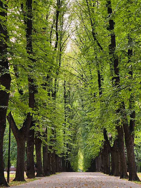 A long, paved path through a park, lined with tall, green trees that form a natural canopy