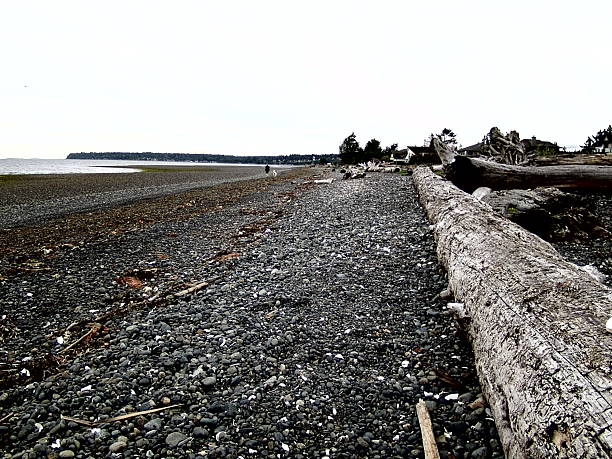 istock Driftwood Log and Dark Pebble Beach under Overcast Sky, Pacific Northwest 2237721646