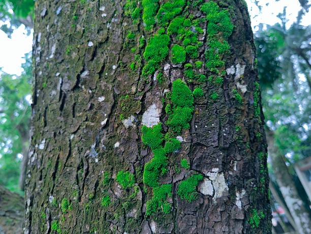 A close-up of a tree trunk blanketed in bright green moss, highlighting rough bark texture and a lush forest backdrop. Natural, earthy tones convey growth, nature, and resilience.