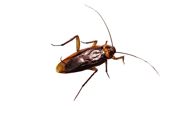 istock common american cockroach on isolated white background, full length side view with copy space. 2237725888