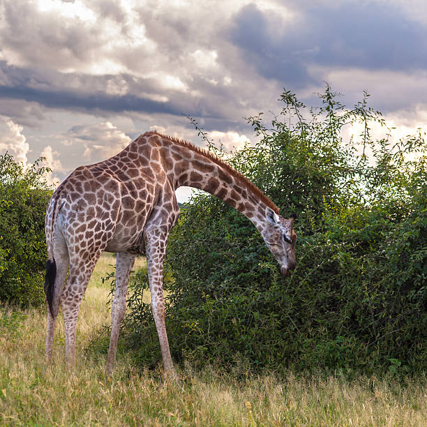 istock Southern Giraffe, Giraffa giraffa, browsing from a bush: Chobe National Park, Botswana. 2237727663