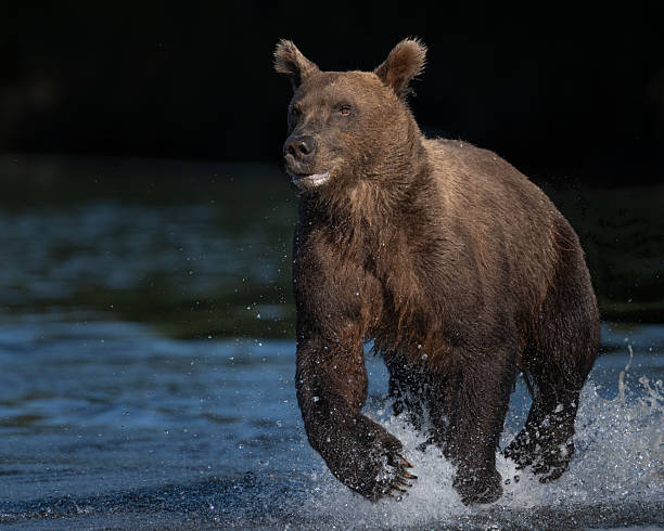 istock Young male bear running in the water 2237727686