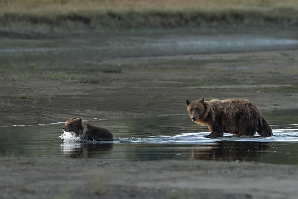 istock Mom and a cub crossing the water 2237727690